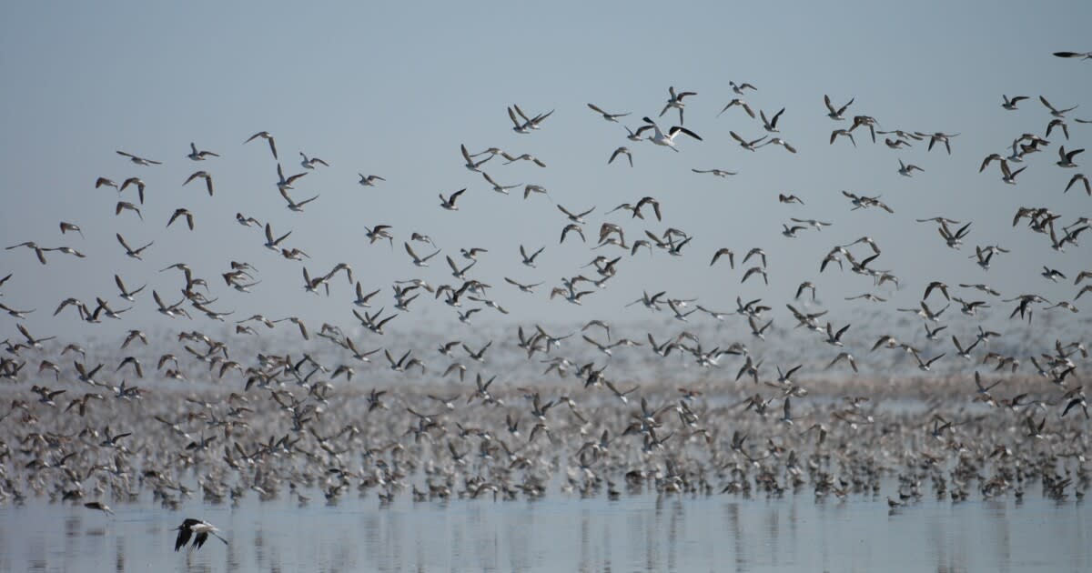 Utah Invests $5.1M to Save 33 At-Risk Species