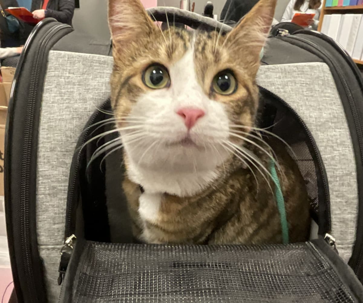 Cat Training Gets Kids With Disabilities Active - Image 4