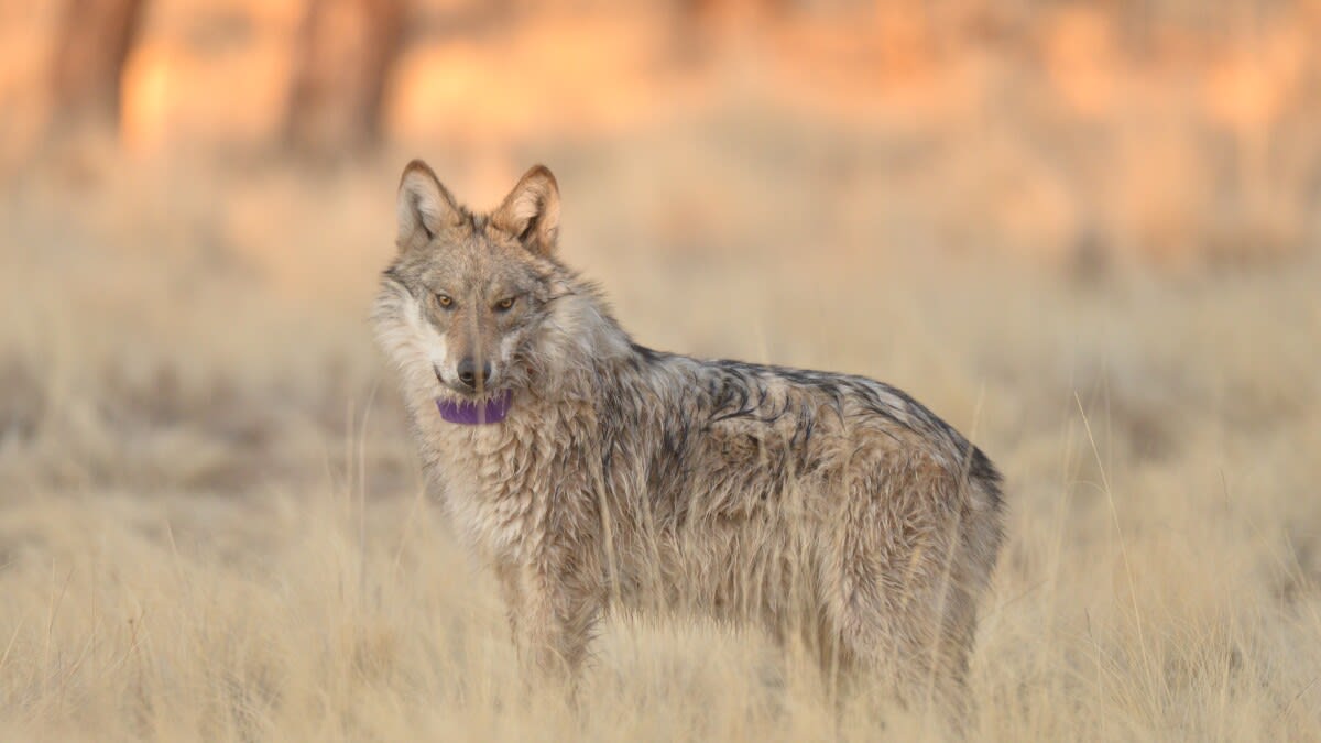 Mexican Wolf Population Hits 319 After 10 Years of Growth