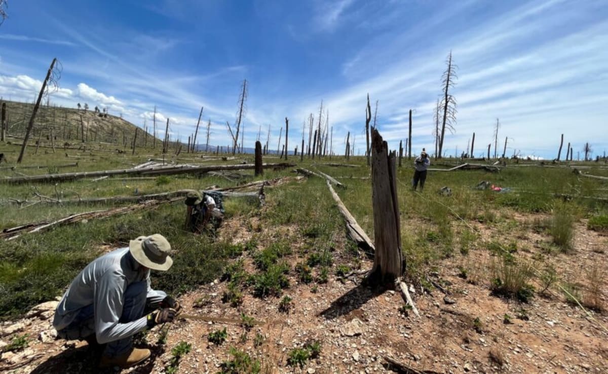 New Mexico Trains 5 Million Climate-Tough Seedlings a Year - Image 2