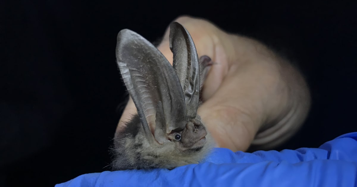 West Virginia Bat Count Shows 150 More in Endangered Cave