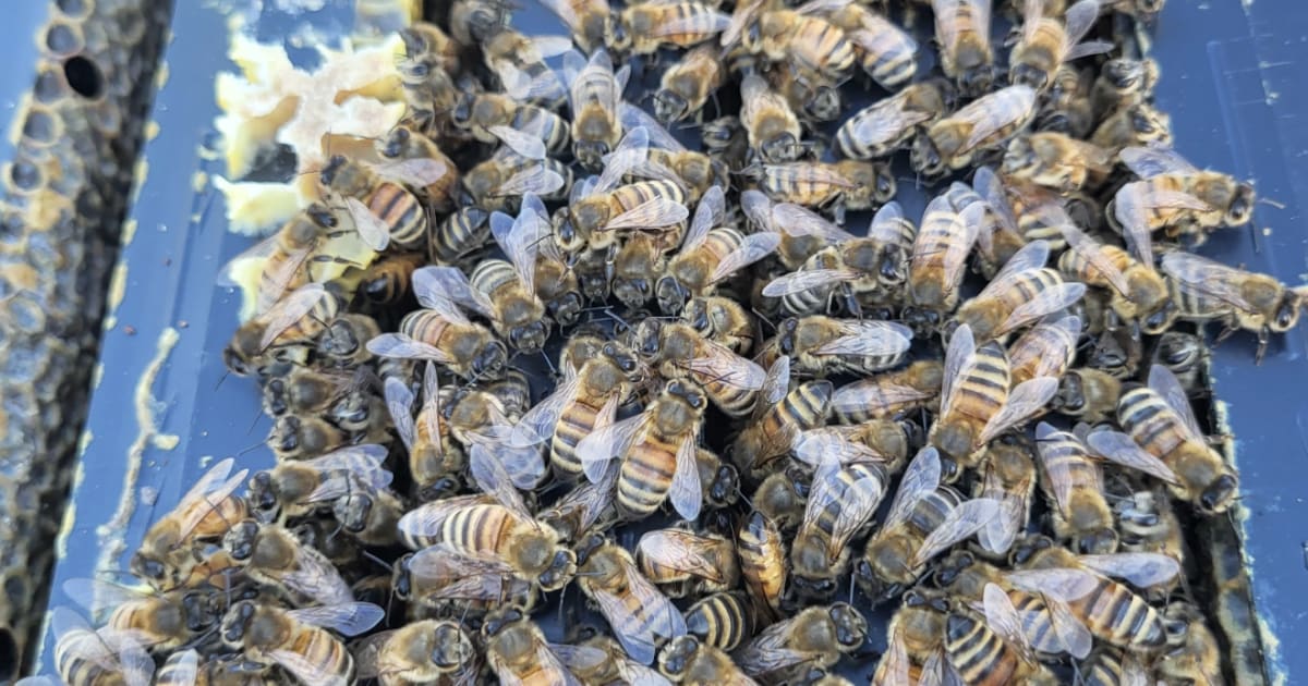 Ohio Scientists Breed Mite-Fighting Bees to Save Crops
