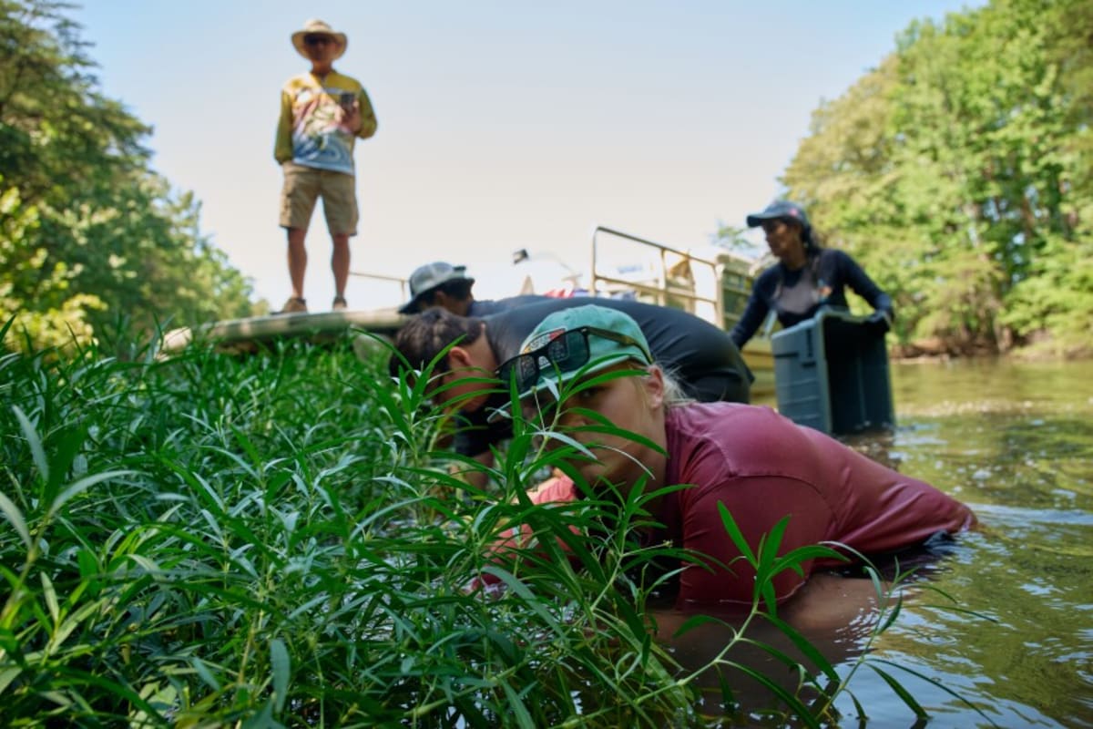 NC Volunteers Restore Man-Made Lakes One Plant at a Time - Image 4