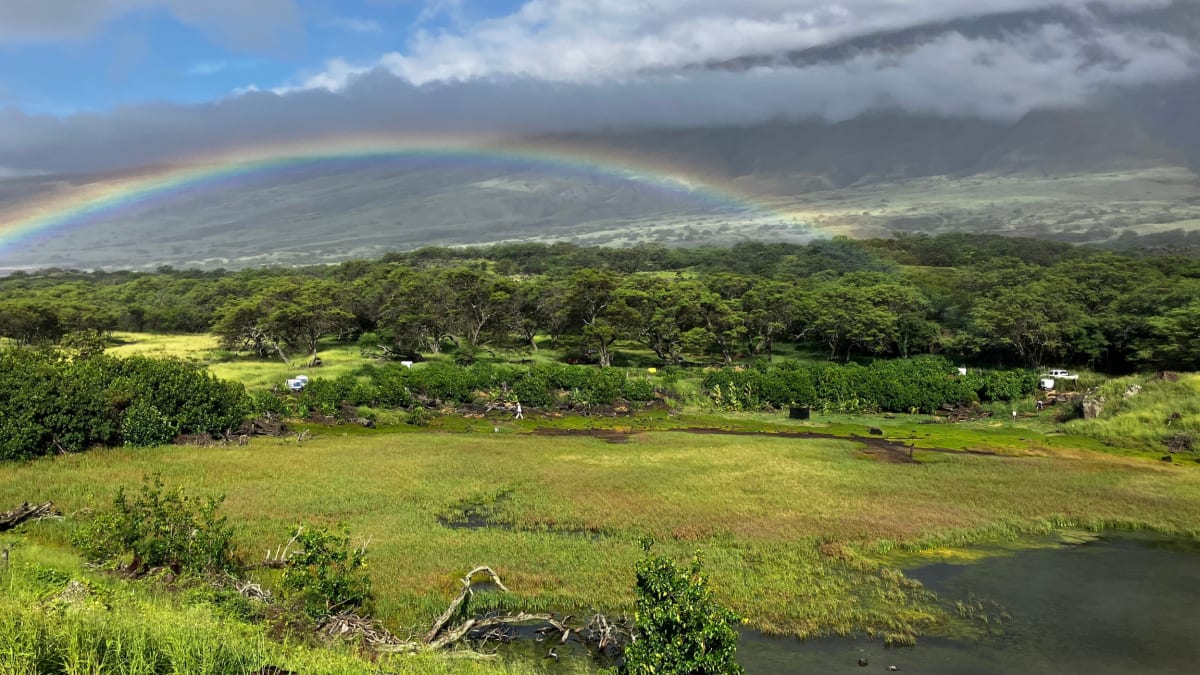 Maui Wetlands Store 5X More Carbon Than Forests - Image 2