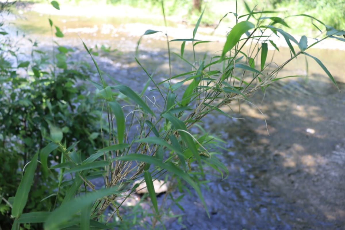 Native Bamboo Returns to North Carolina as Climate Fix - Image 4