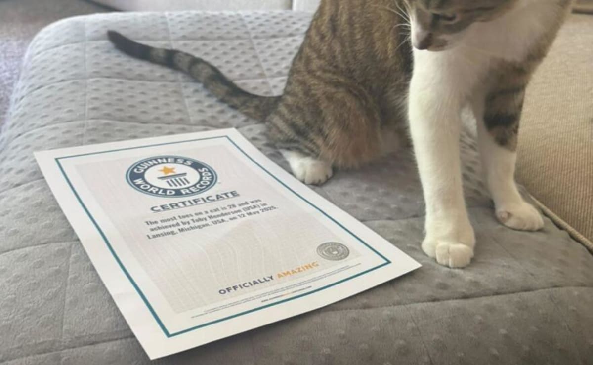 Lansing Cat Ties World Record with 28 Toes - Image 5