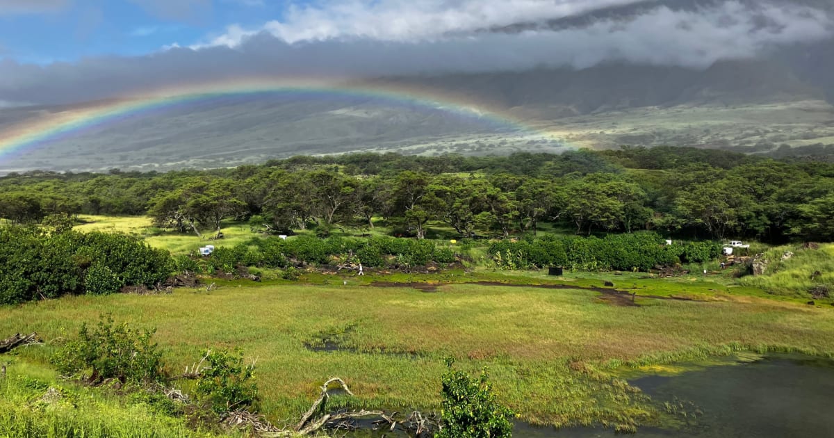 Lush green coastal wetland with native Hawaiian plants at Maui's Nu'u Refuge