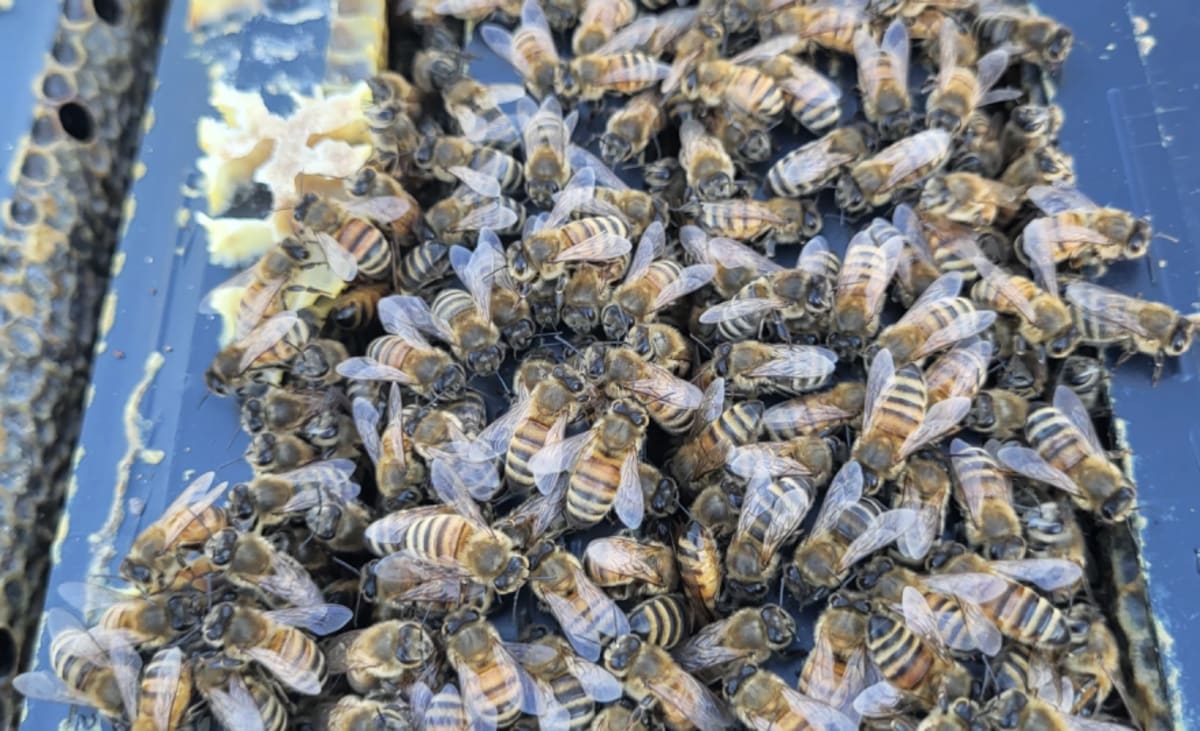 Ohio Scientists Breed Mite-Fighting Bees to Save Crops - Image 3
