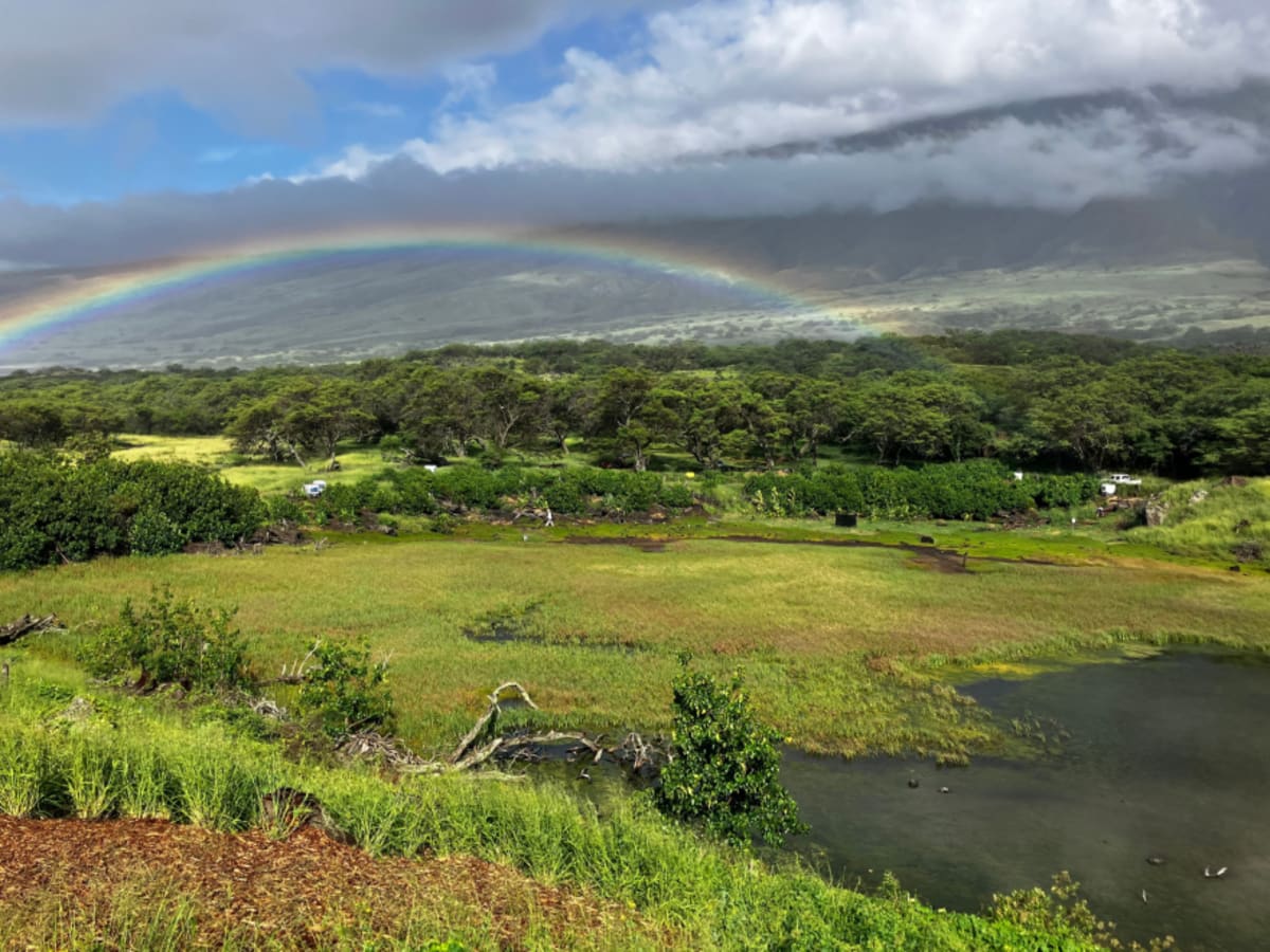 Maui Wetlands Store 5X More Carbon Than Forests - Image 3