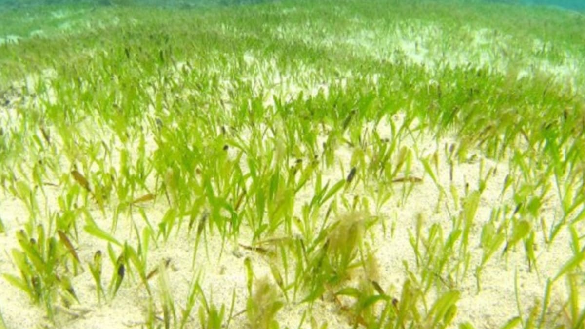 Molokaʻi Group Gets Grant for Ocean Climate Tech - Image 2
