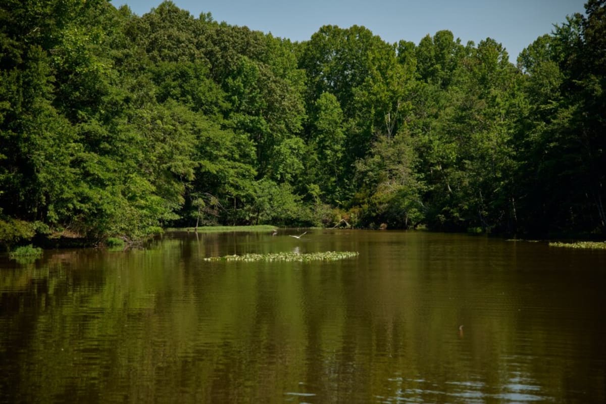 NC Volunteers Restore Man-Made Lakes One Plant at a Time - Image 5