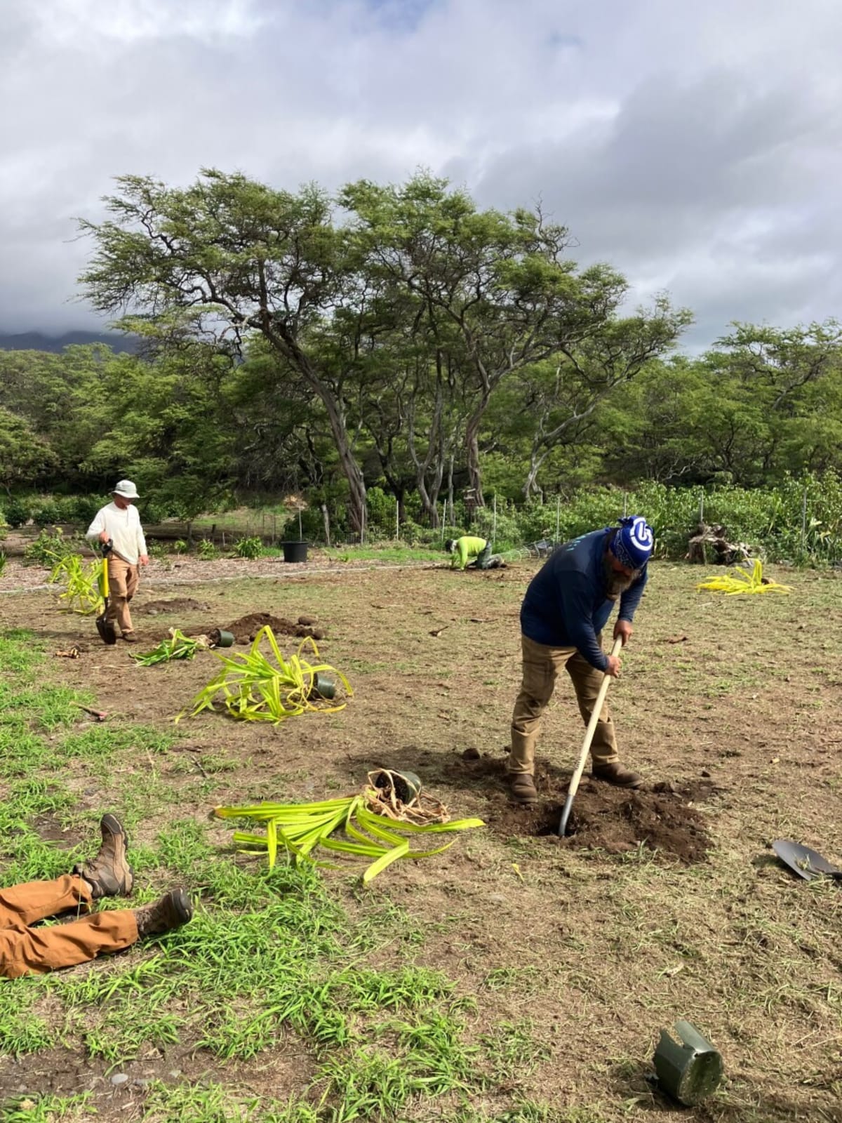 Maui Wetlands Store 5X More Carbon Than Forests - Image 4