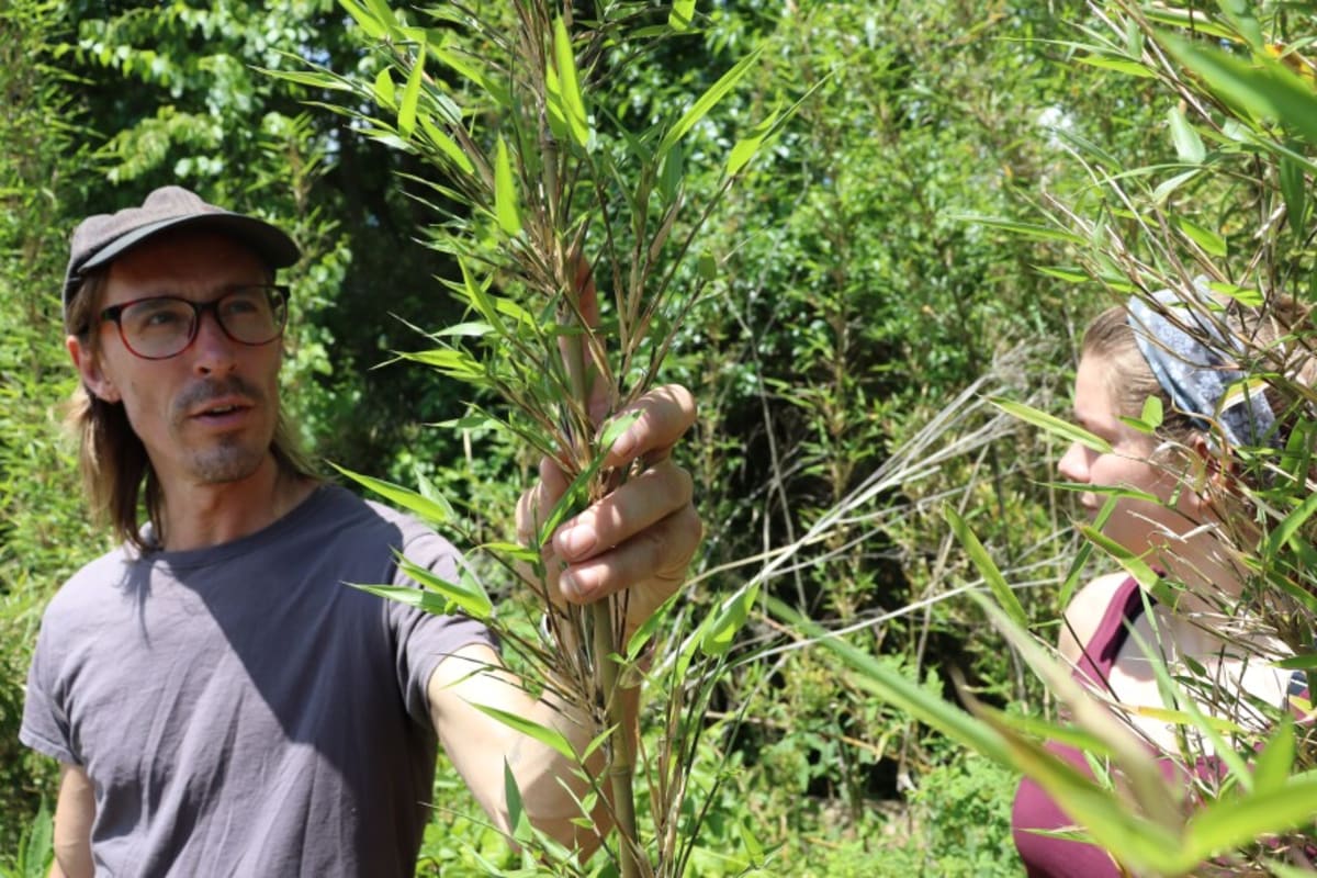 Native Bamboo Returns to NC as Post-Helene Climate Fix - Image 3