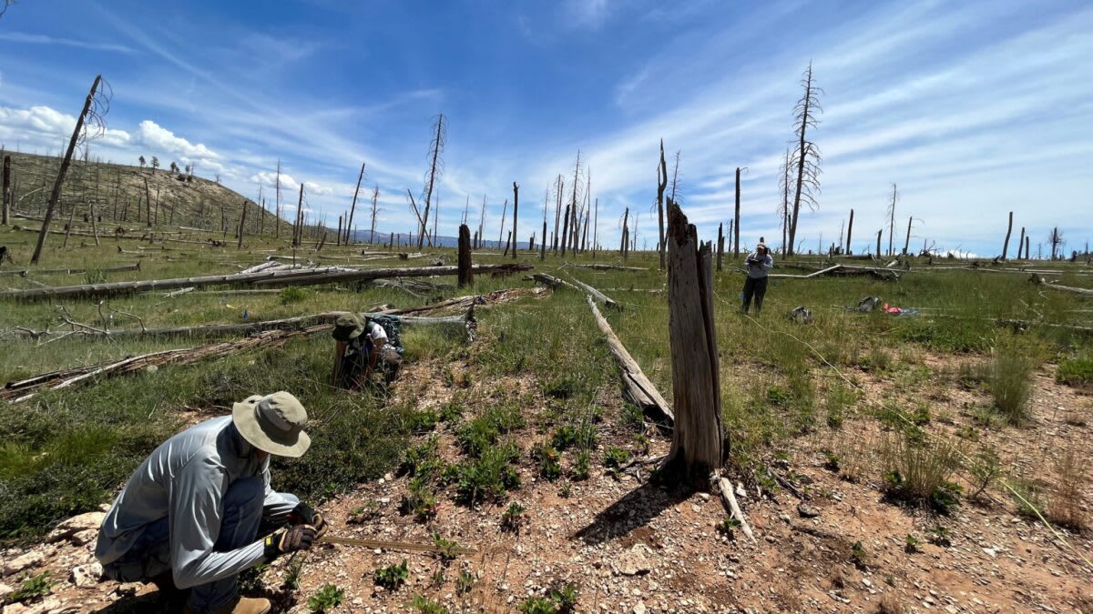 New Mexico Trains 5 Million Climate-Tough Seedlings a Year