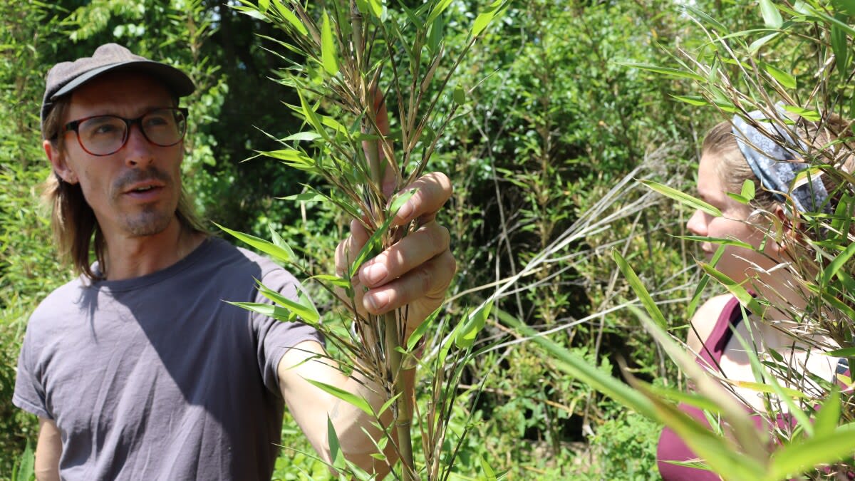 Native Bamboo Returns to NC as Post-Helene Climate Fix - Image 2