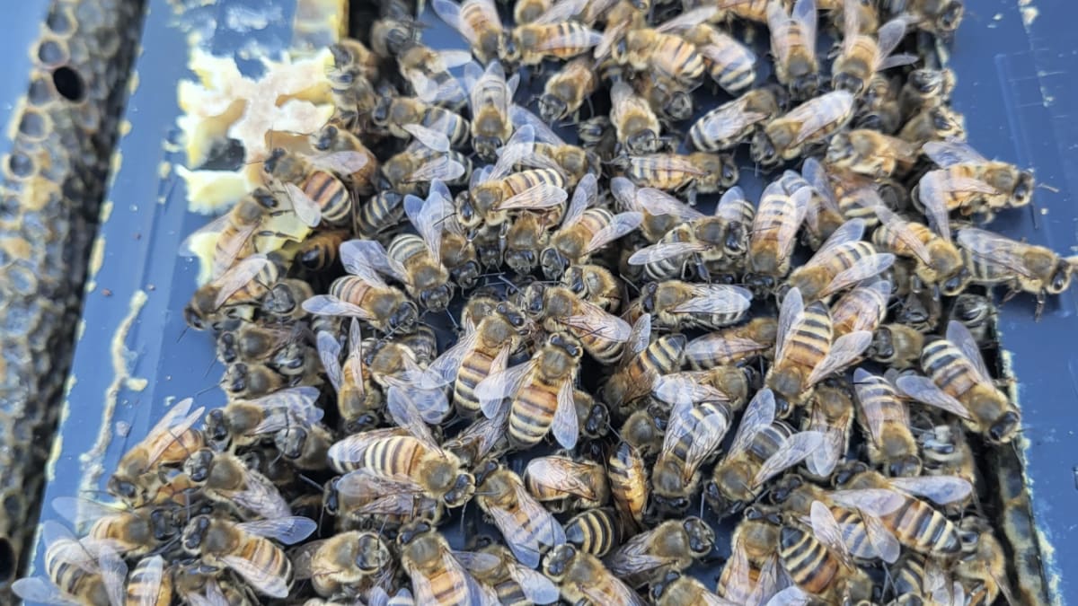 Ohio Scientists Breed Mite-Fighting Bees to Save Crops - Image 2