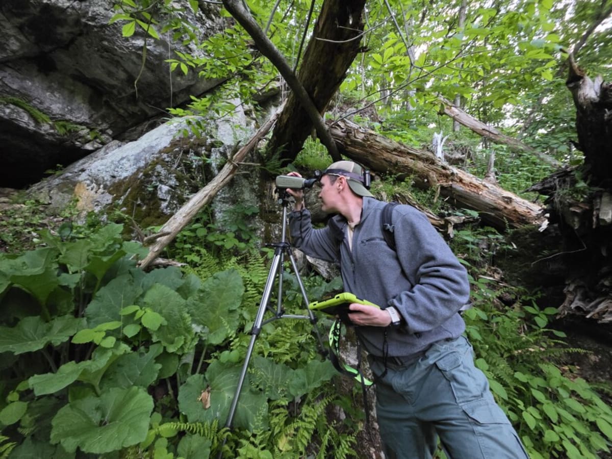 West Virginia Bat Count Shows 150 More in Endangered Cave - Image 4