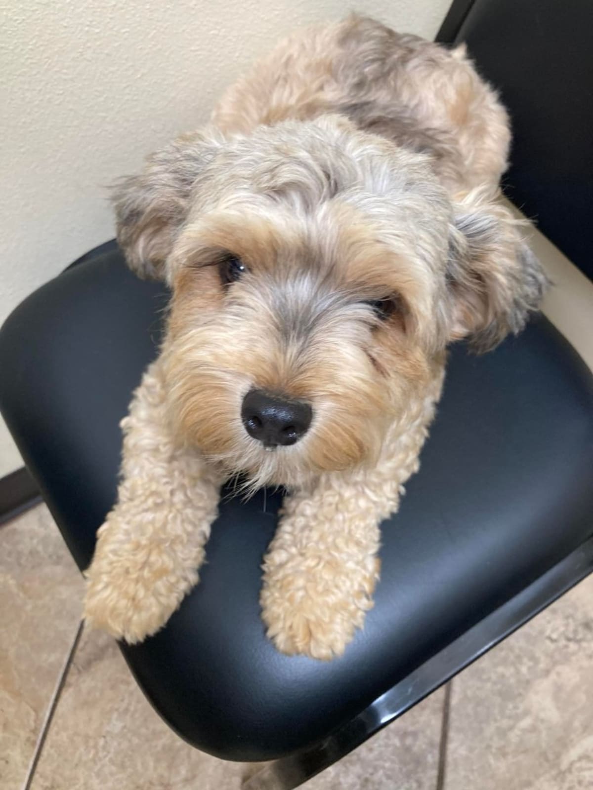 LA Rescues 300 Dogs and Cats in Massive Operation - Image 5