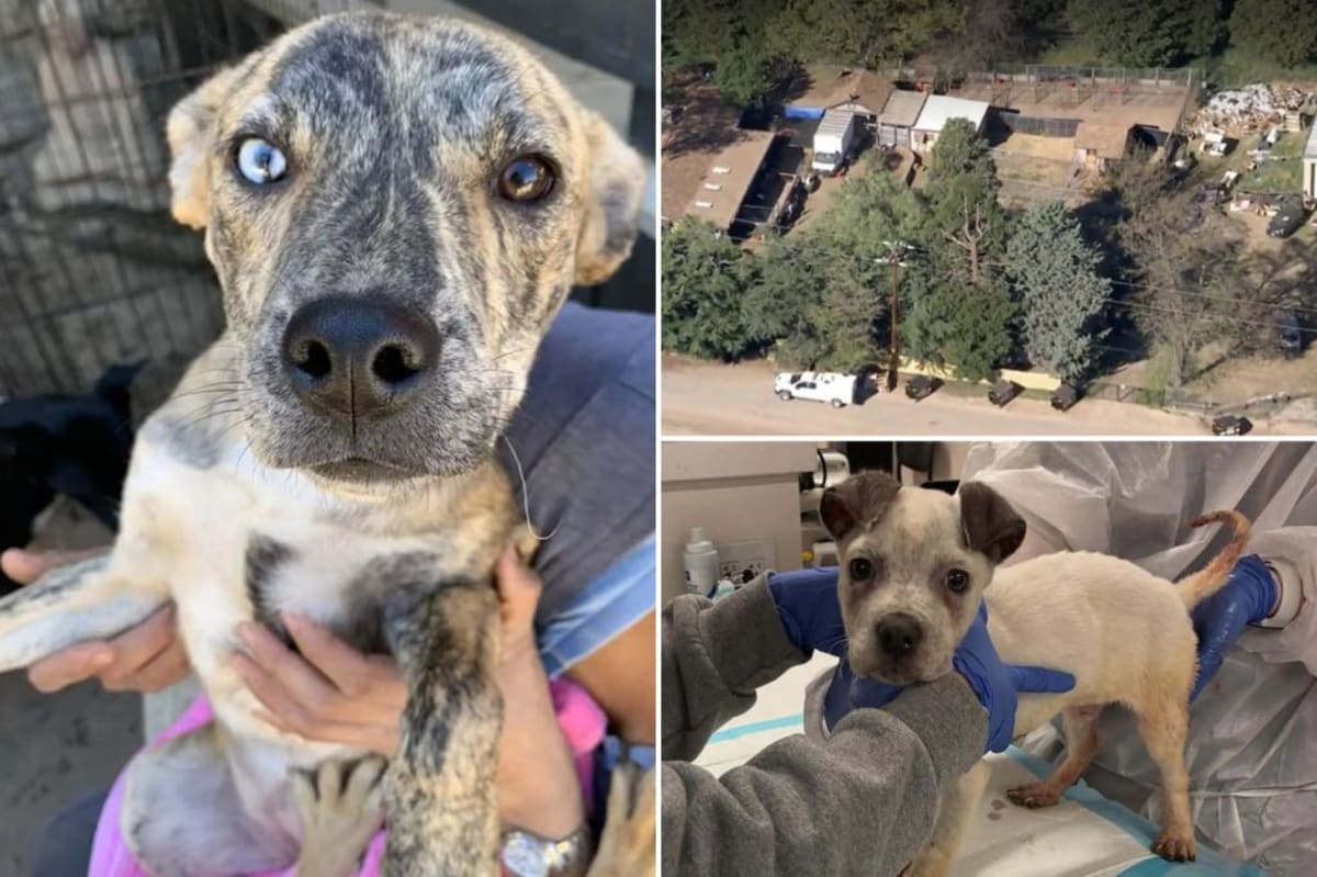 LA Rescues 300 Dogs and Cats in Massive Operation - Image 2