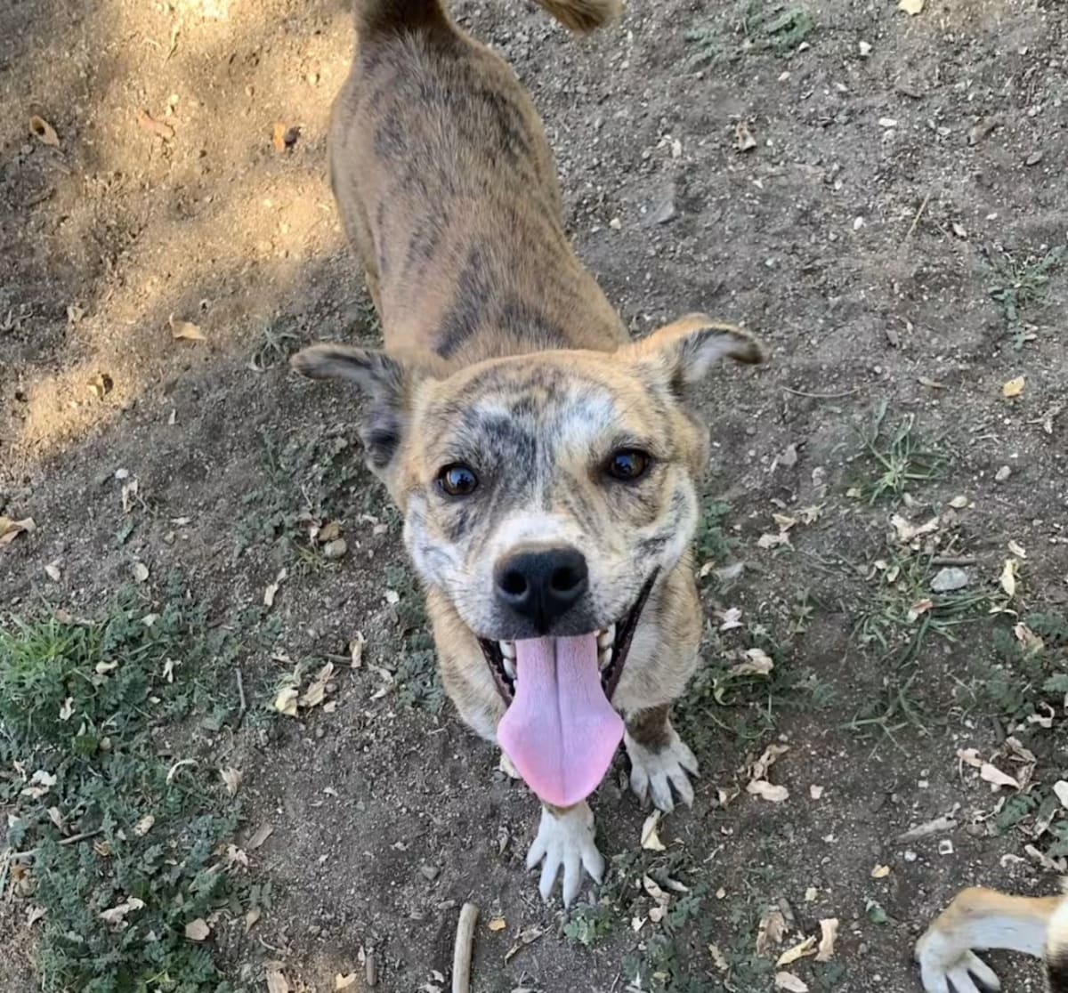 LA Rescues 300 Dogs and Cats in Massive Operation - Image 4