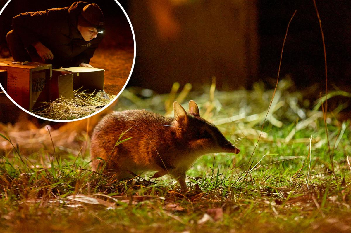 100 Gene-Edited Bandicoots Released to Save Extinct Species