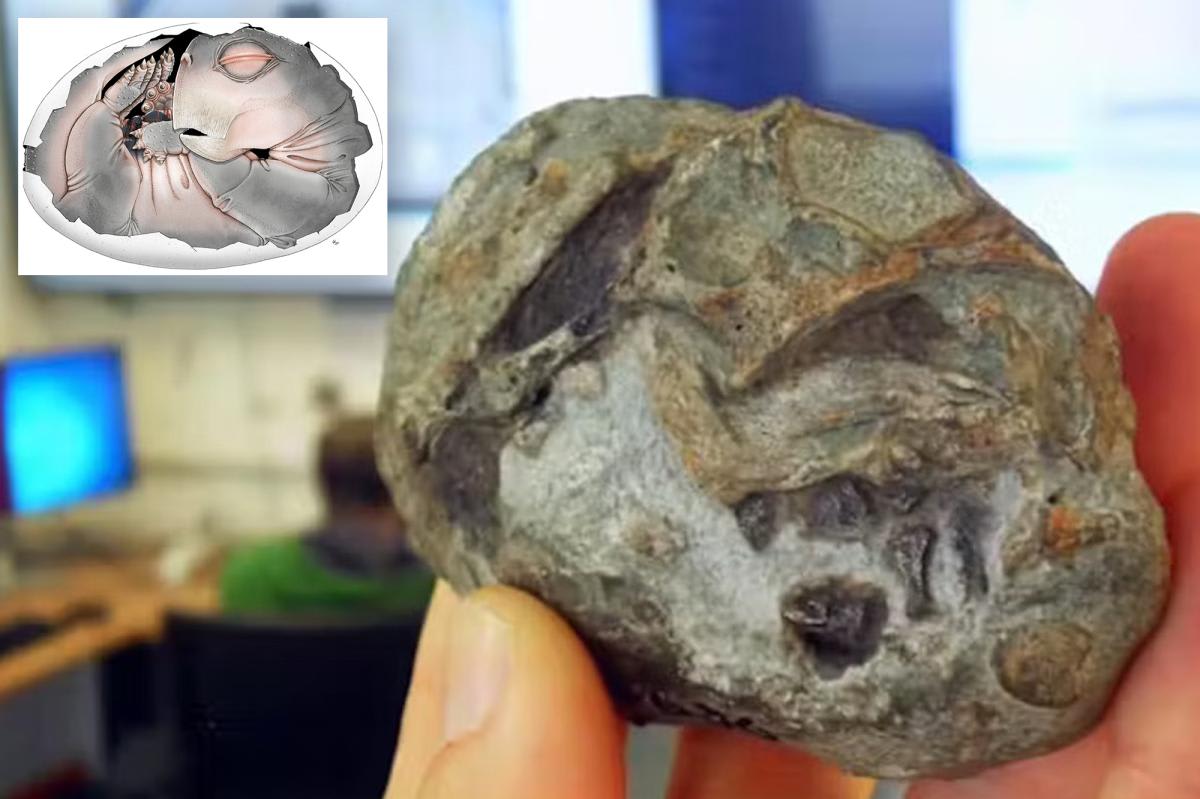 Ancient Egg Fossil Shows How Mammals Survived Extinction