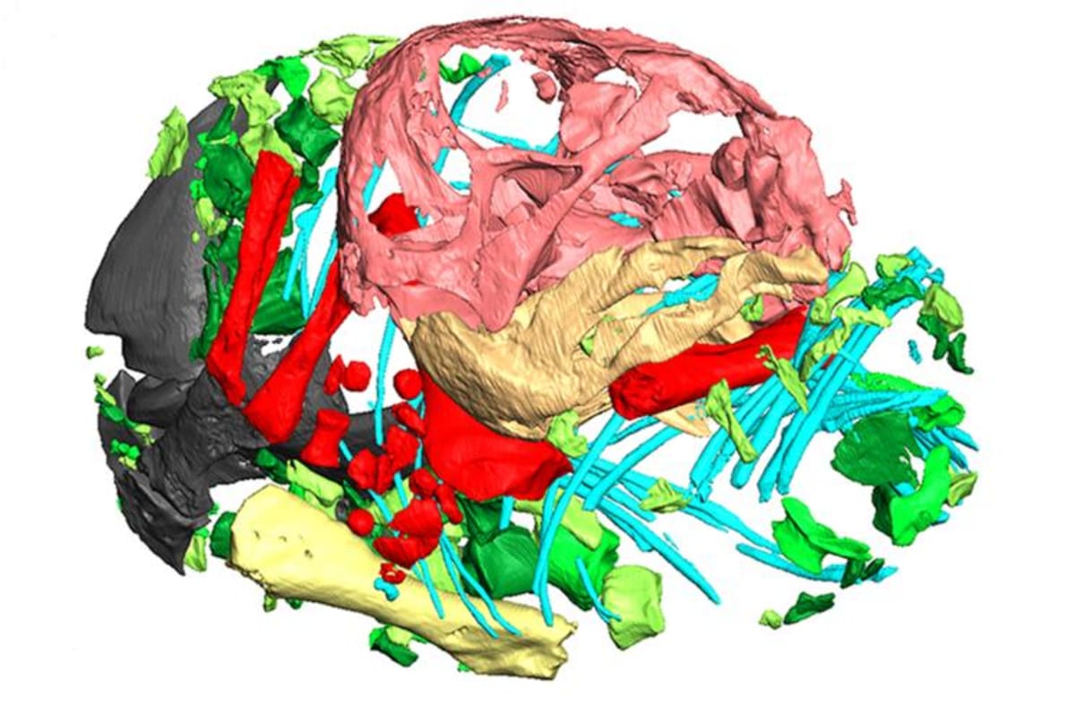 Ancient Egg Fossil Shows How Mammals Survived Extinction - Image 3