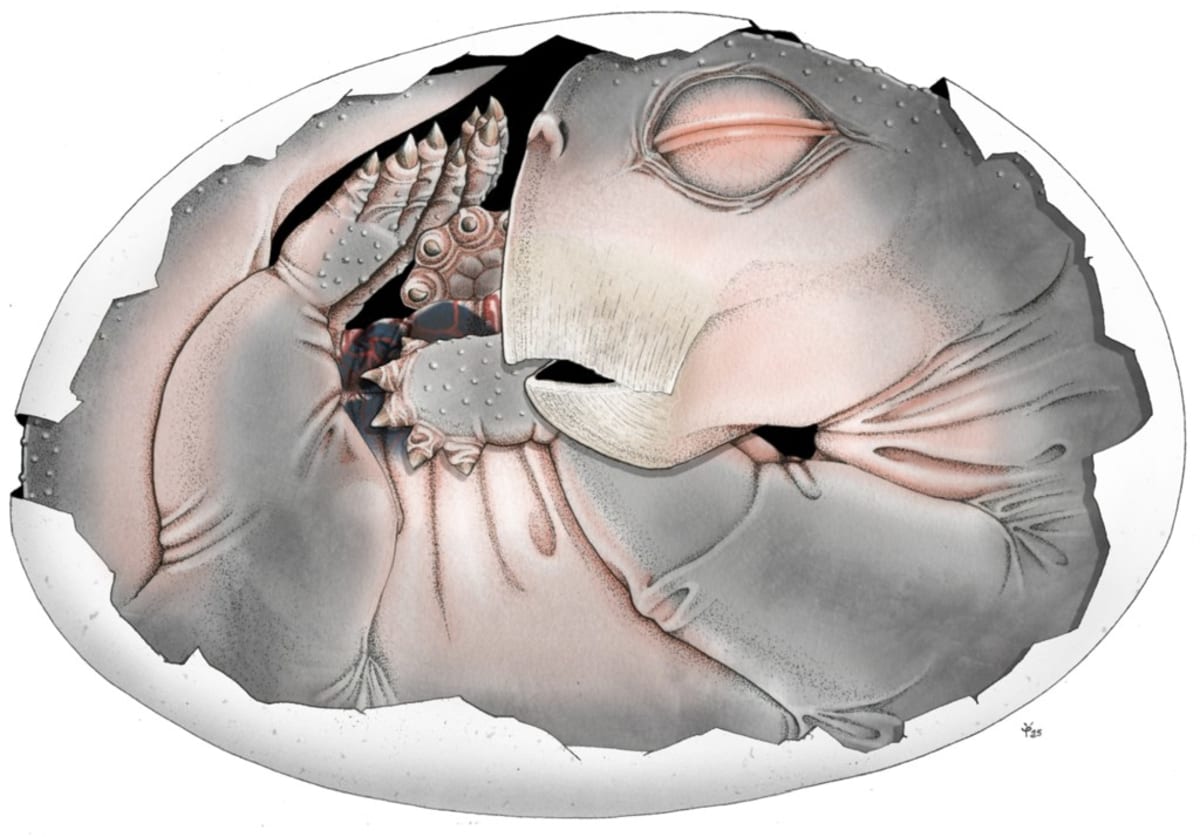 Ancient Egg Fossil Shows How Mammals Survived Extinction - Image 5