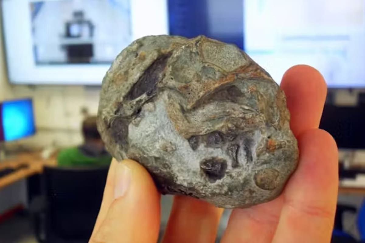 Ancient Egg Fossil Shows How Mammals Survived Extinction - Image 4