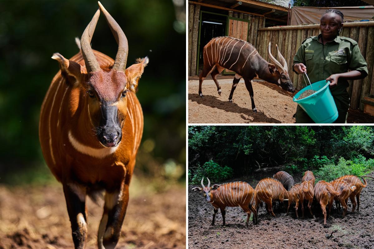 Kenya Brings 'Ghost of the Forest' Back From Extinction