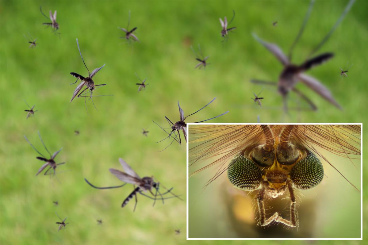 Culex mosquito specimen showing the species targeted by Google's disease prevention initiative