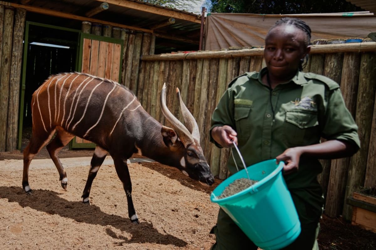 Kenya Brings 'Ghost of the Forest' Back From Extinction - Image 4