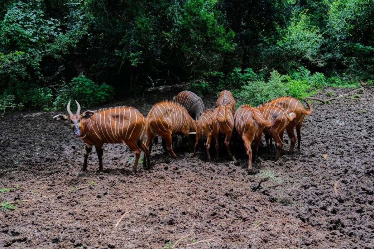 Kenya Brings 'Ghost of the Forest' Back From Extinction - Image 5
