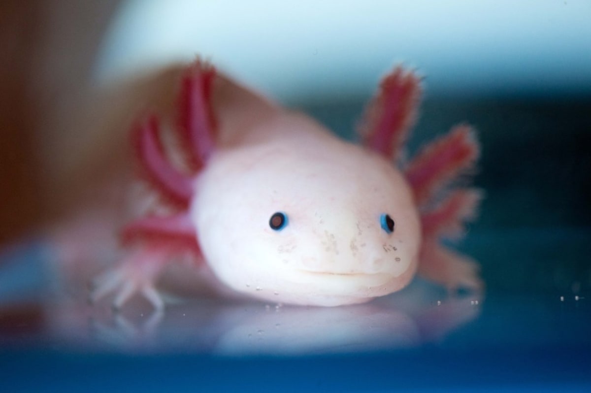 Scientists Unlock Genes That Could Regrow Human Limbs - Image 3