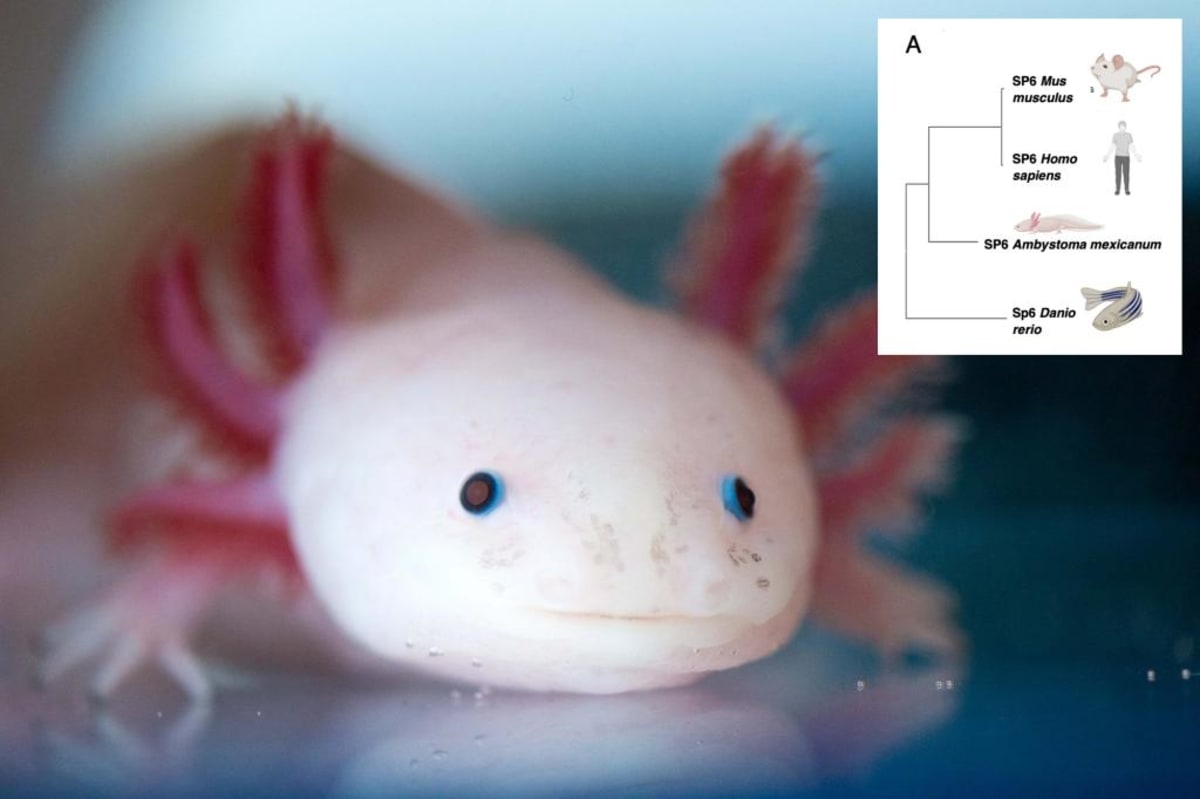 Scientists Unlock Genes That Could Regrow Human Limbs - Image 2