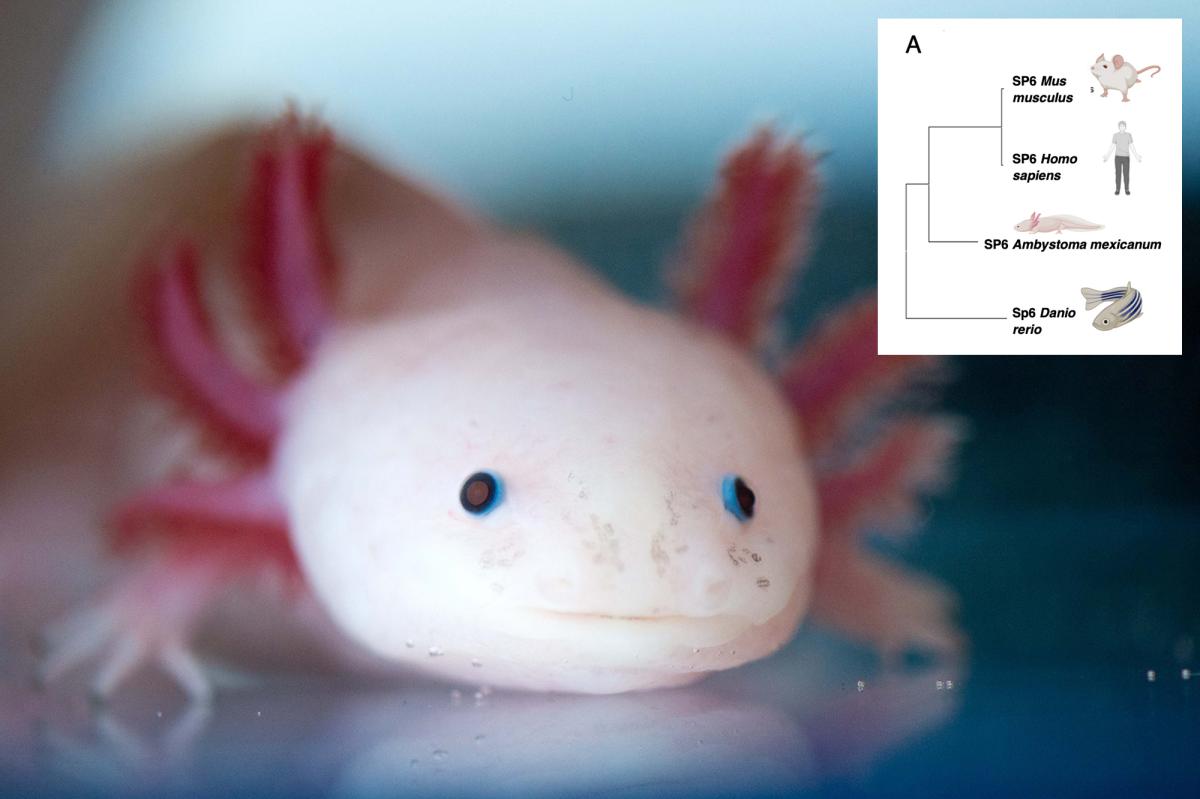 Mexican axolotl salamander in research laboratory tank at Wake Forest University regeneration lab