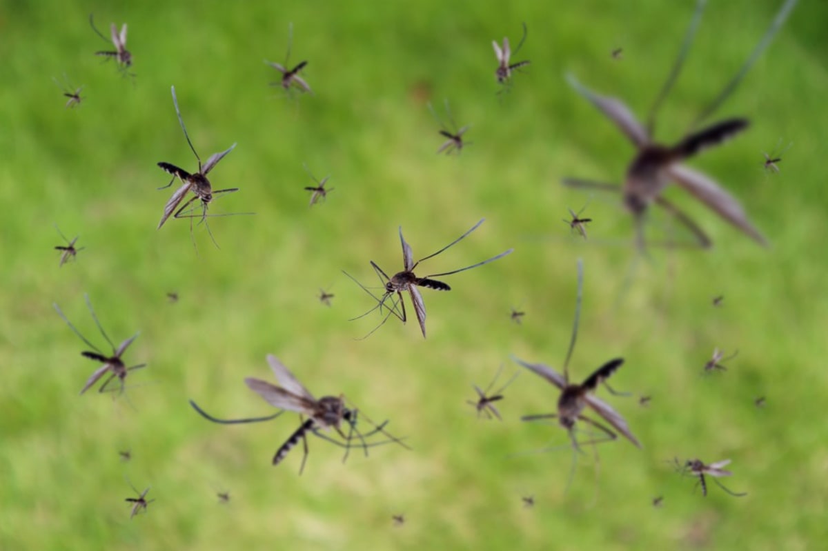 Google to Release 32M Mosquitoes to Fight Disease - Image 3