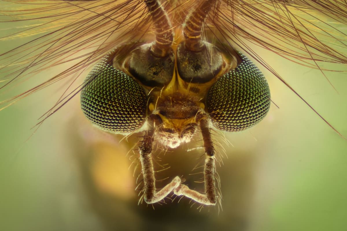 Google to Release 32M Mosquitoes to Fight Disease - Image 4