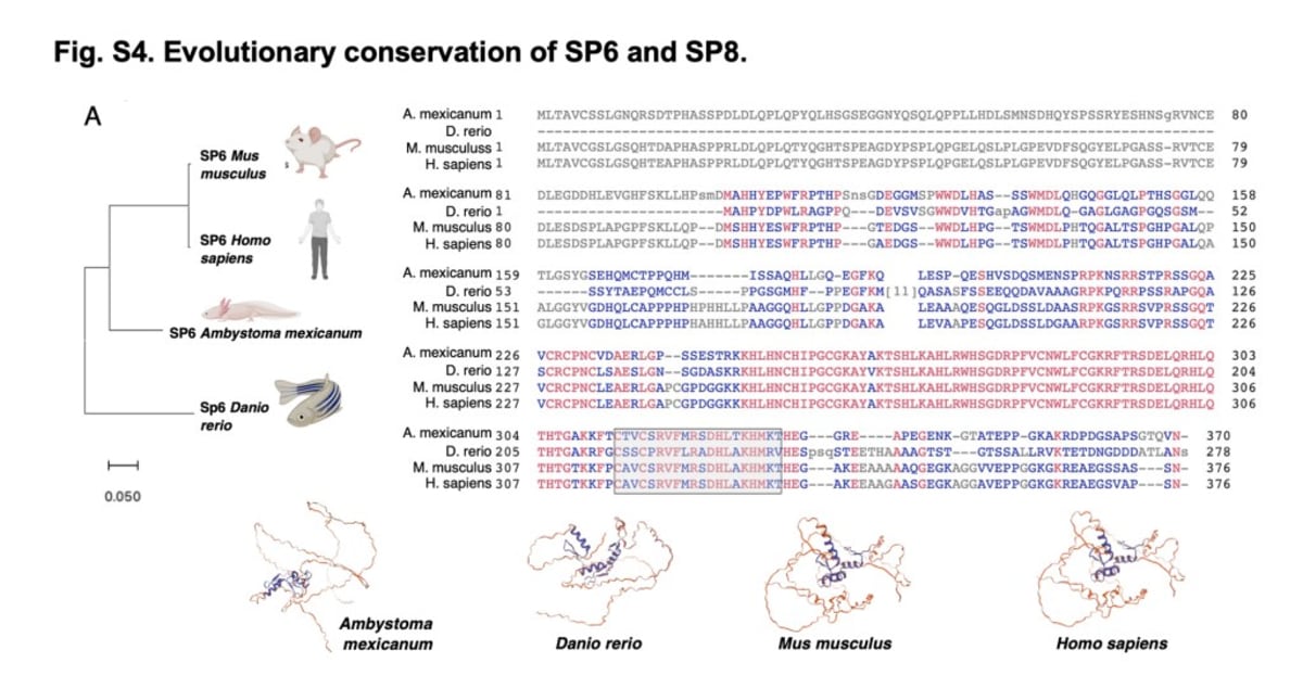 Scientists Unlock Genes That Could Regrow Human Limbs - Image 4