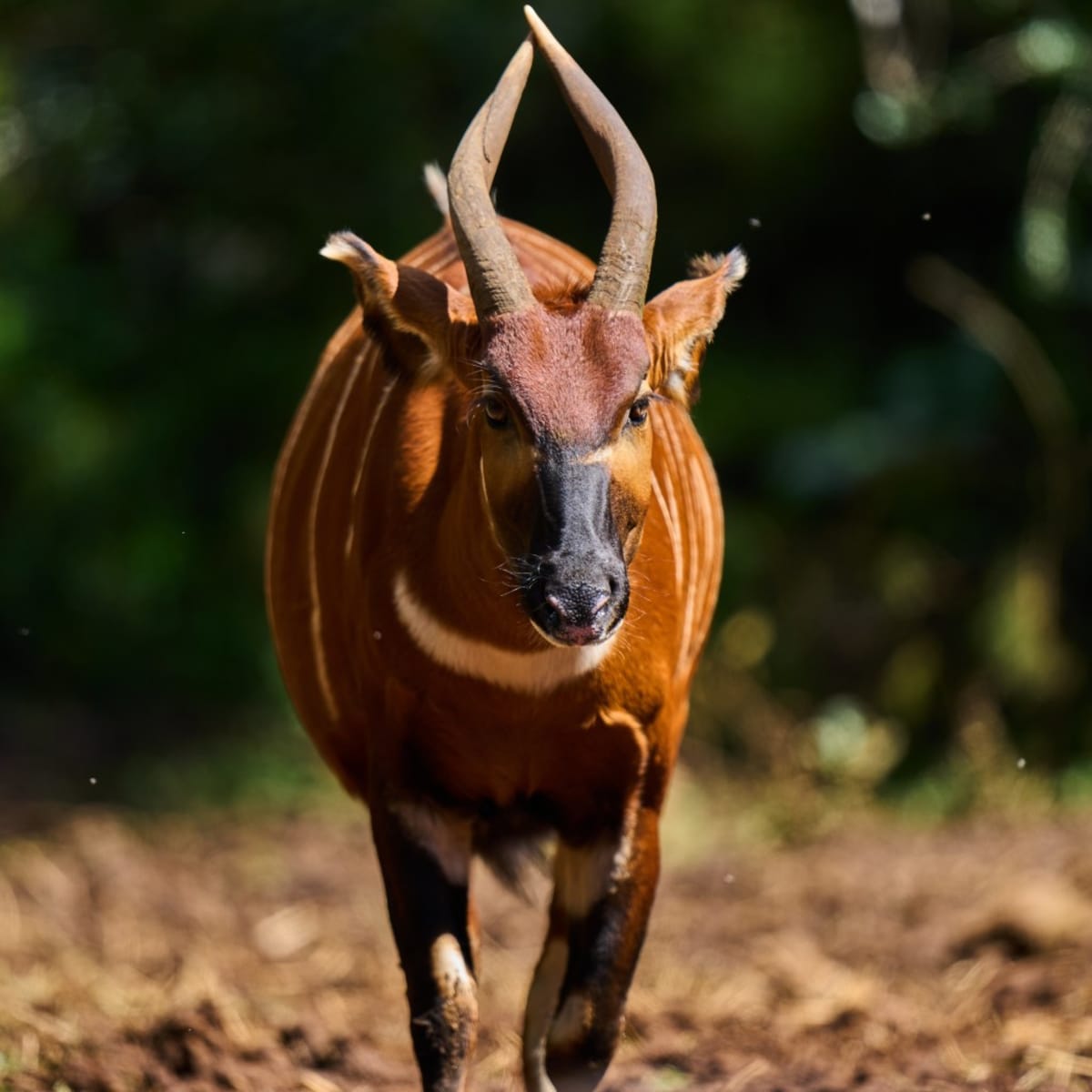 Kenya Brings 'Ghost of the Forest' Back From Extinction - Image 3