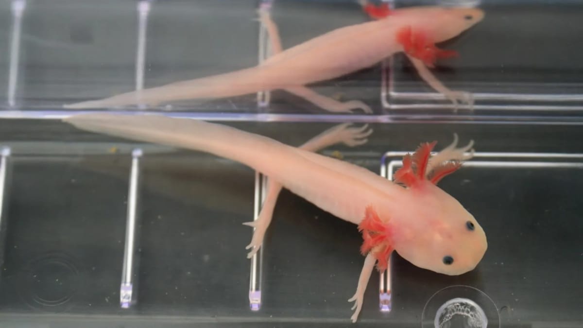 Scientists Unlock Genes That Could Regrow Human Limbs - Image 5