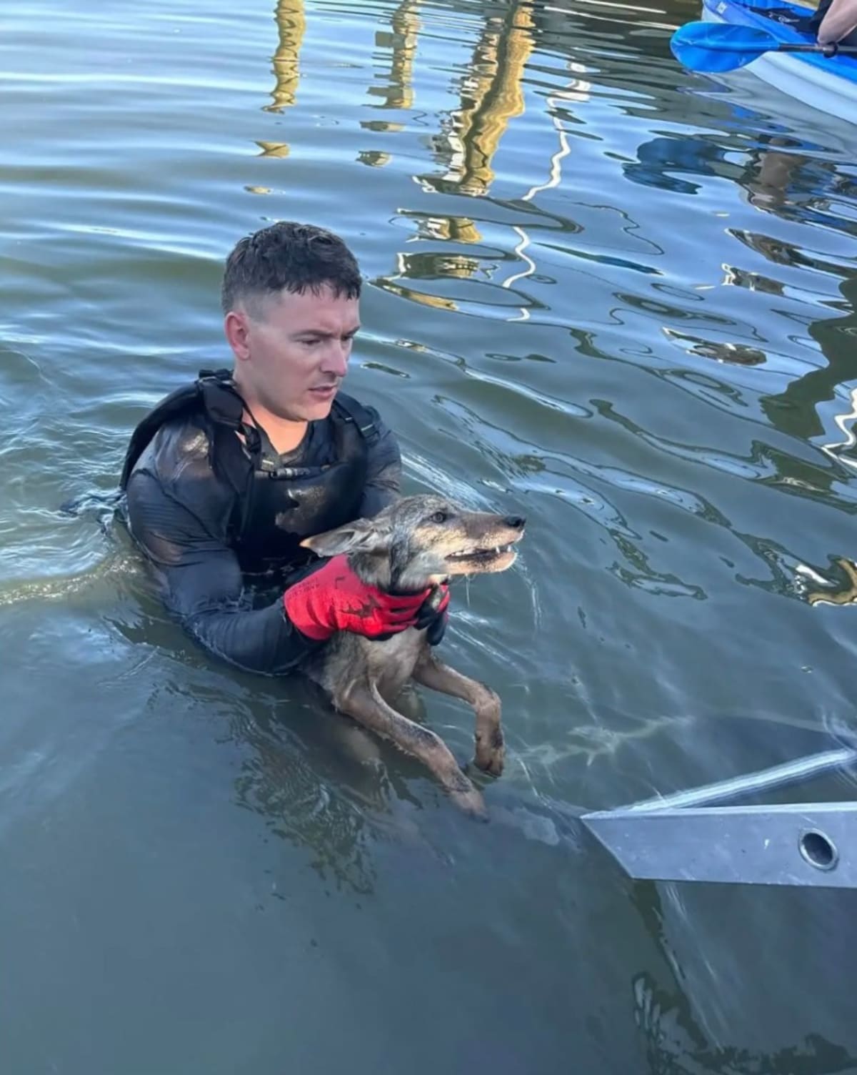 Firefighters Rescue 'Dog' That Was Actually a Coyote Pup - Image 3