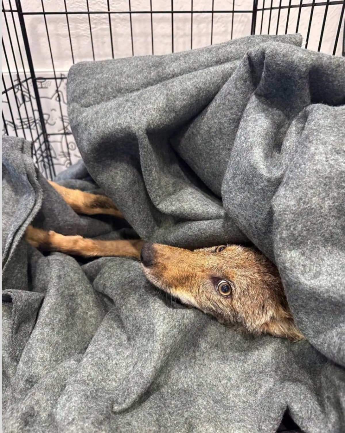 Firefighters Rescue 'Dog' That Was Actually a Coyote Pup - Image 4