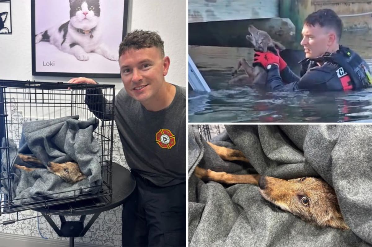 Firefighters Rescue 'Dog' That Was Actually a Coyote Pup - Image 2