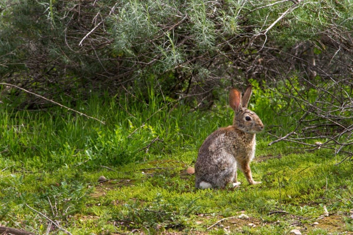 California Town Protects World's Rarest Rabbit - Image 5