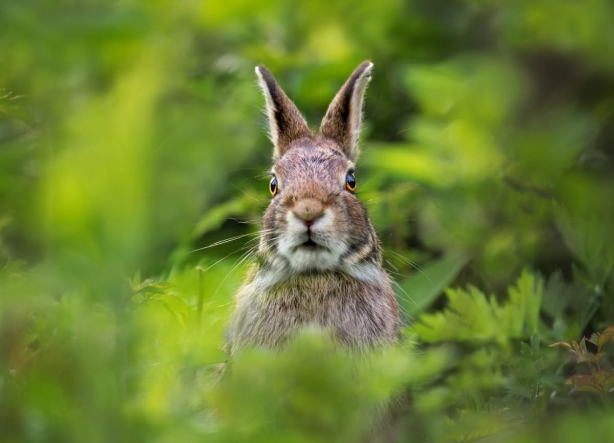 California Town Protects World's Rarest Rabbit - Image 3