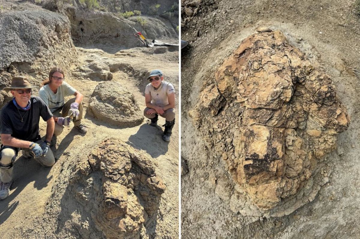 Teacher Finds First T-Rex Running Tracks in North Dakota - Image 2