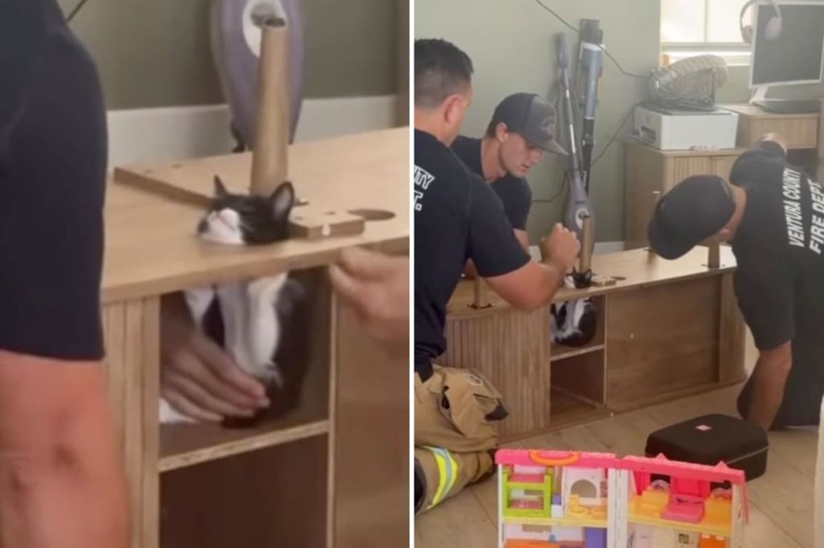 Firefighters Save Kitten Stuck in Entertainment Center - Image 2