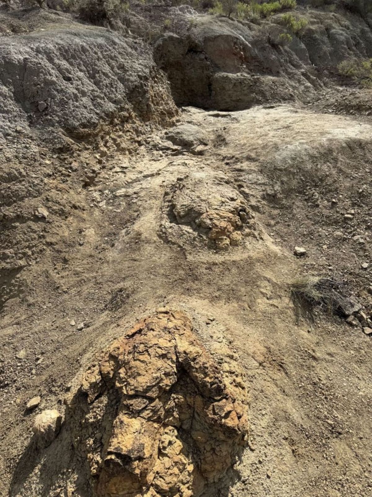 Teacher Finds First T-Rex Running Tracks in North Dakota - Image 4