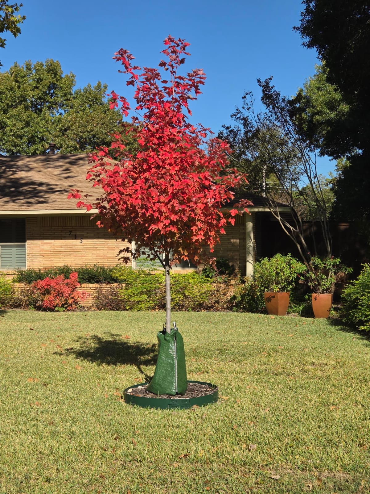 Dallas Neighborhoods Plant 100+ Free Trees in 3 Years - Image 2
